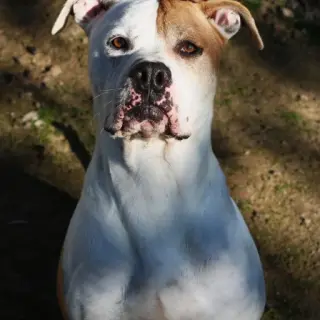 Ulises