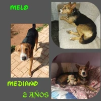 Adopta a Melo