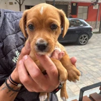 Adopta a Junior