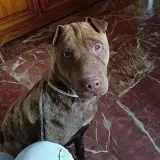 Adopta a Rex