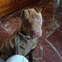 Adopta a Rex