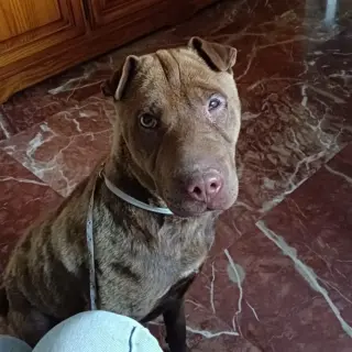 Rex