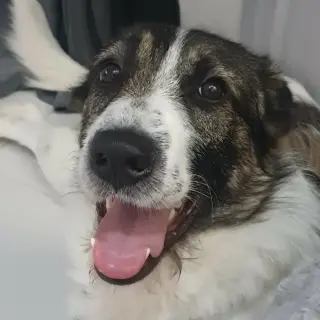 Tyson