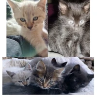 Adopta a Gatitos 2 Meses