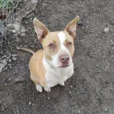 Adopta a Priscila