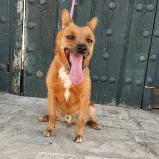 Xico