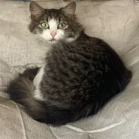 Adopta a Erea