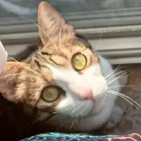 Adopta a Armin