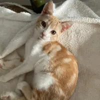 Adopta a Lore