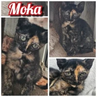 Adopta a Moka