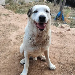 Lucky