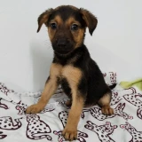 Adopta a Natsu