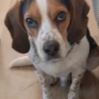 Adopta a Max
