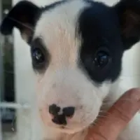 Adopta a Silver/Sandy