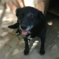 Adopta a Camila