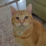 Adopta a Zamo