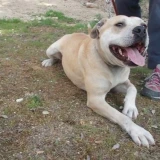 Adopta a Karla