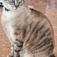 Adopta a Félix