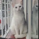 Adopta a Nata Cat