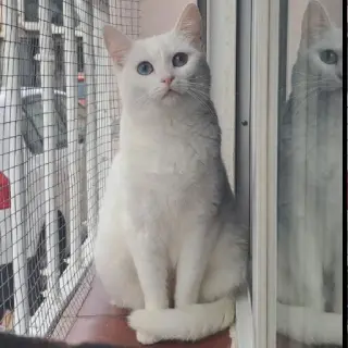 Nata Cat