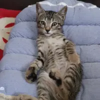 Adopta a Benji🐈
