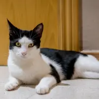 Adopta a Luffo