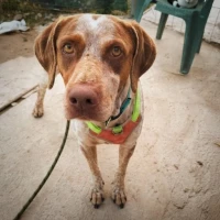 Adopta a Moscú
